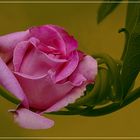Eine  hübsche  liegende Rose 