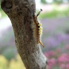 Eine hübsche Raupe, die flott unterwegs ist