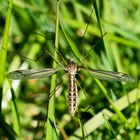 Eine hübsche Schnake (Tipula lateralis) * - sogar sie sind doch schön, nicht wahr?