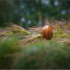 Eine hübsche Schnecke ...