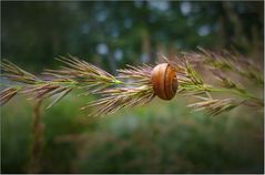 Eine hübsche Schnecke ...