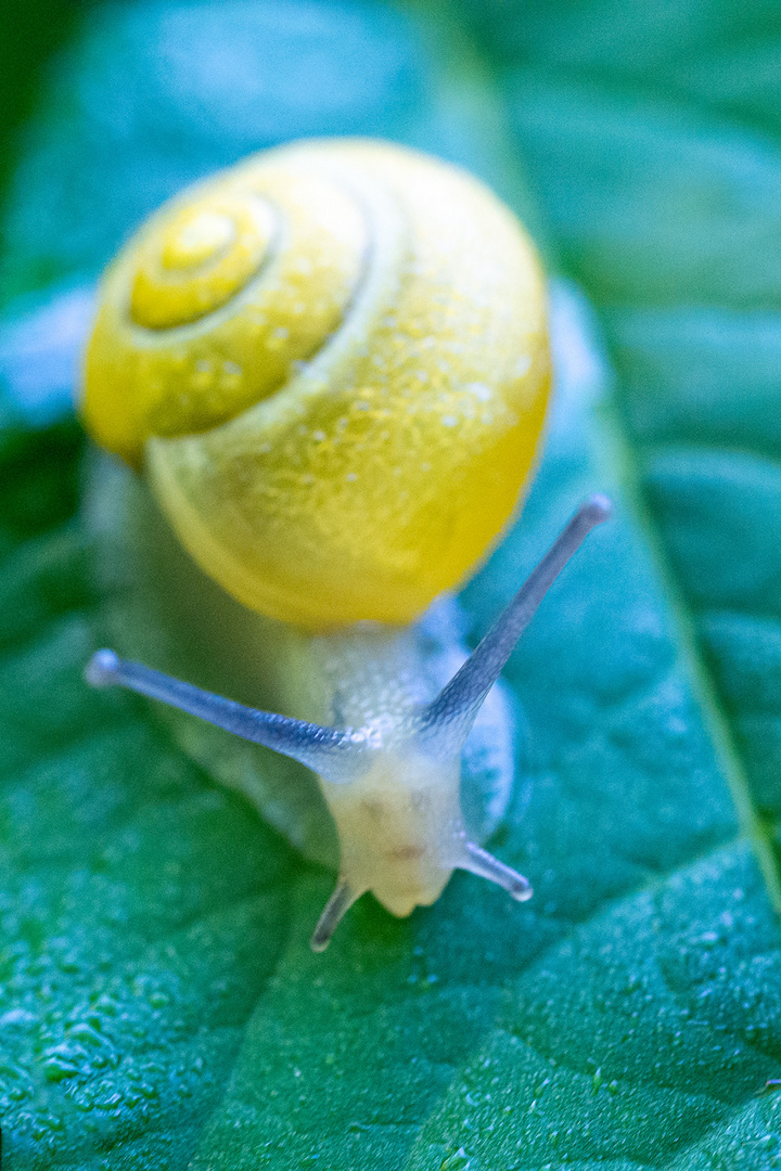 Eine hübsche Schnecke