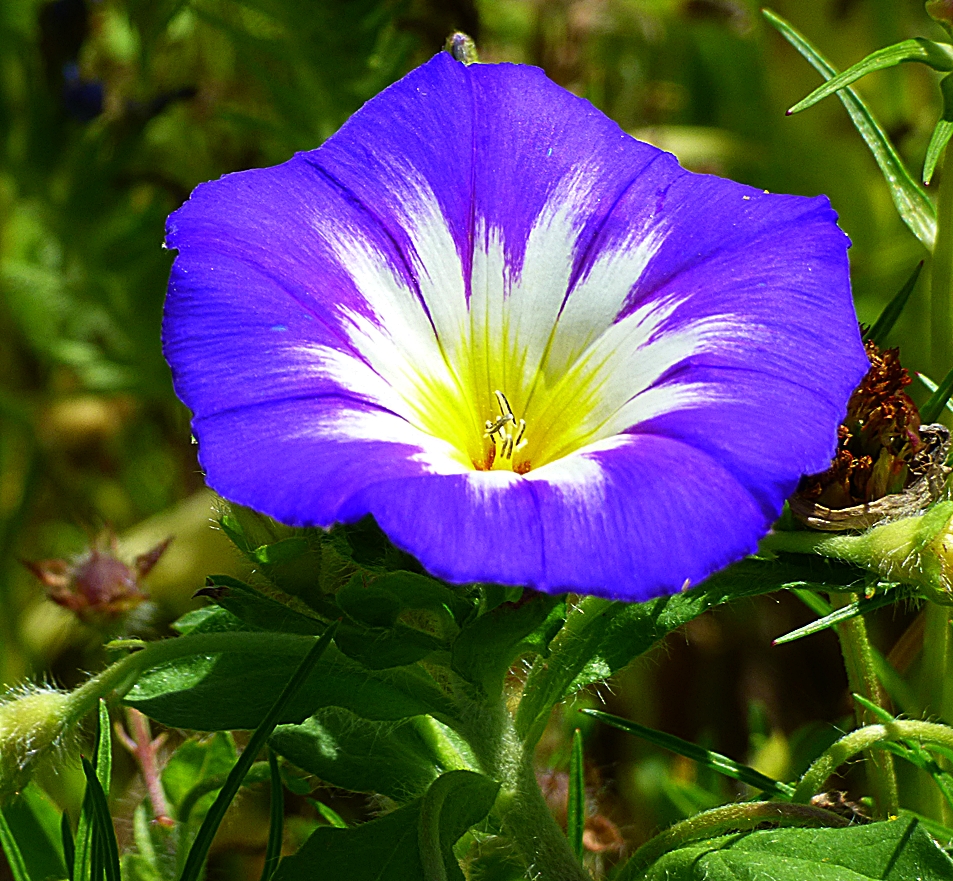 Eine hübsche TricolorWinde . . . Foto & Bild projekte, montag blue