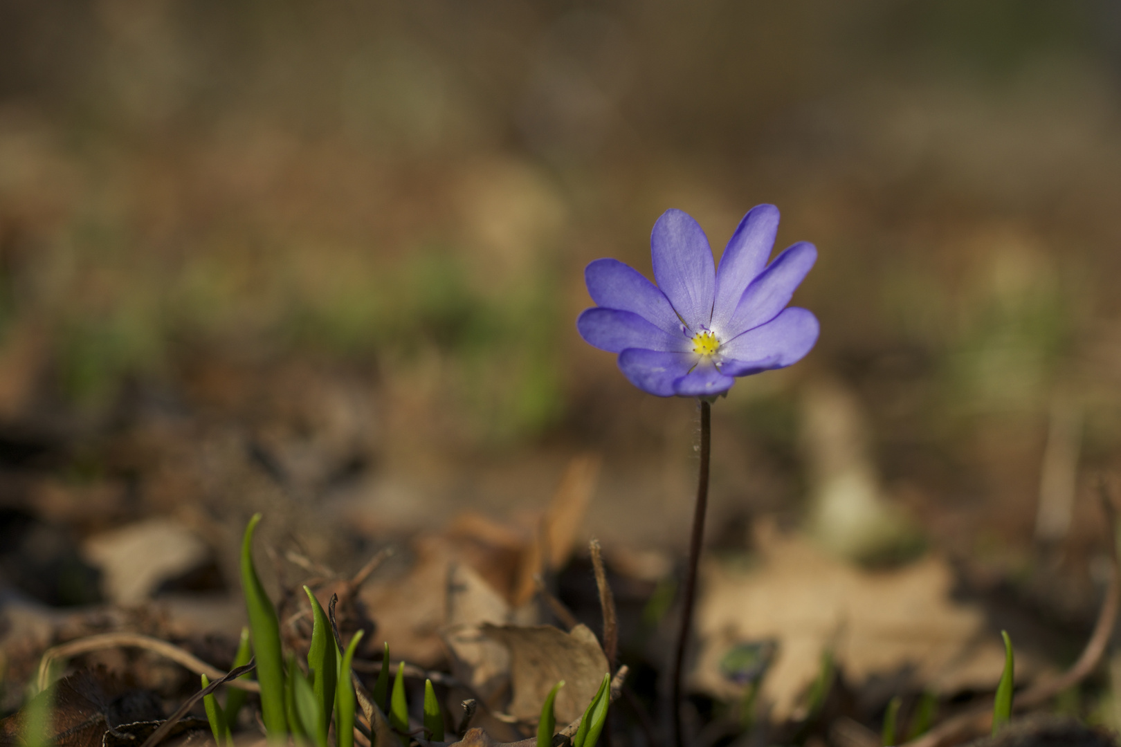 Eine hübsche zarte Blüte.....................