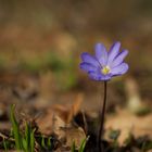 Eine hübsche zarte Blüte.....................