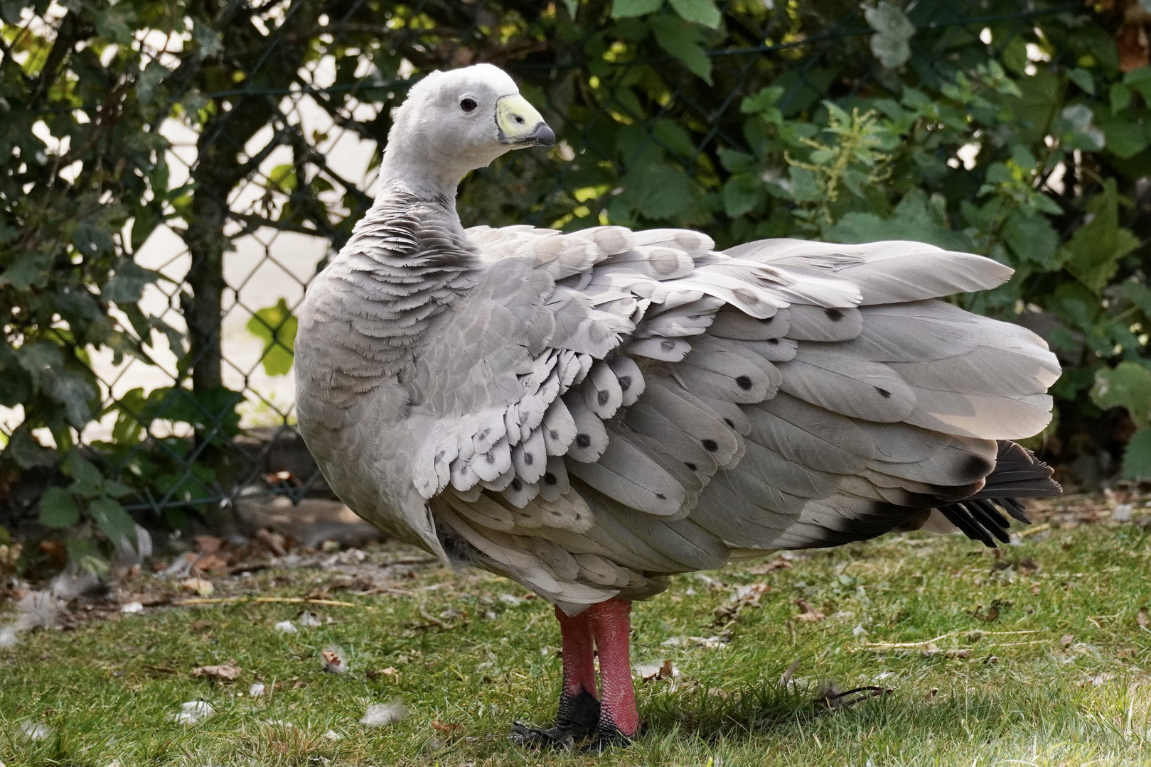 Eine Hühnergans