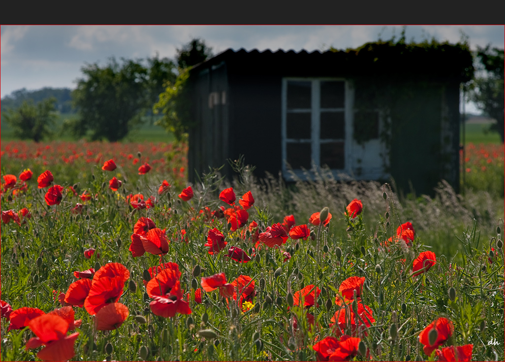 Eine Hütte im Mohn...