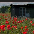 Eine Hütte im Mohn...