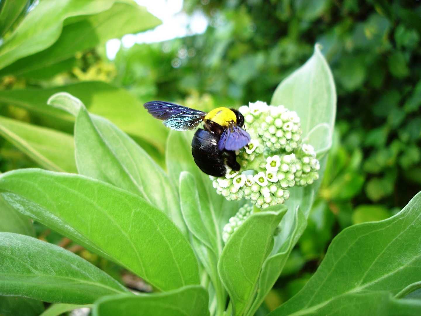 Eine "Humble Bee" auf einer Insel im indischen Ozean