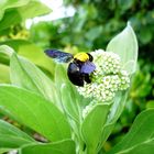 Eine "Humble Bee" auf einer Insel im indischen Ozean