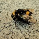 Eine Hummel