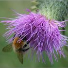 Eine Hummel...