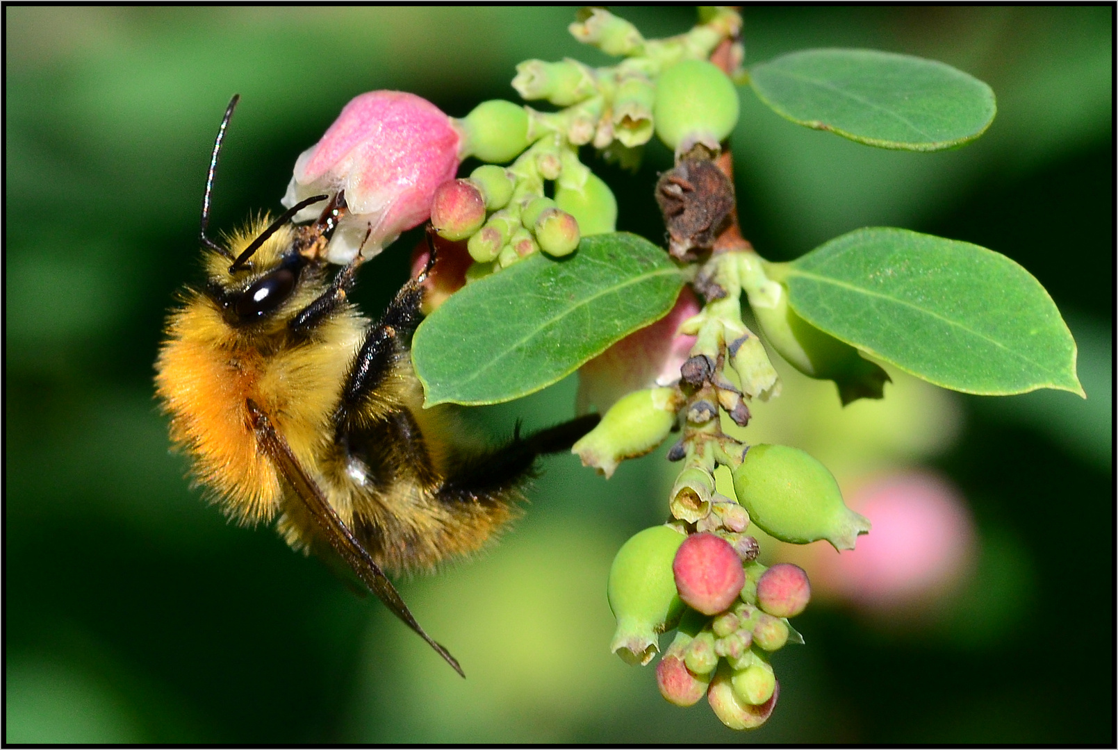 Eine Hummel.....