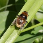 Eine Hummel-ähnliche Schwebfliege - Die Hummel-Keilfleckschwebfliege, Pelzige Mistbiene