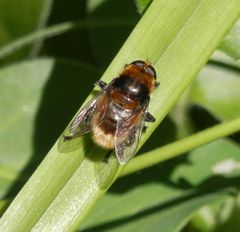 Eine Hummel-ähnliche Schwebfliege - Die Hummel-Keilfleckschwebfliege, Pelzige Mistbiene