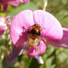 Eine Hummel-ähnliche Schwebfliege - Die Hummel-Keilfleckschwebfliege, Pelzige Mistbiene