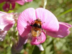 Eine Hummel-ähnliche Schwebfliege - Die Hummel-Keilfleckschwebfliege, Pelzige Mistbiene