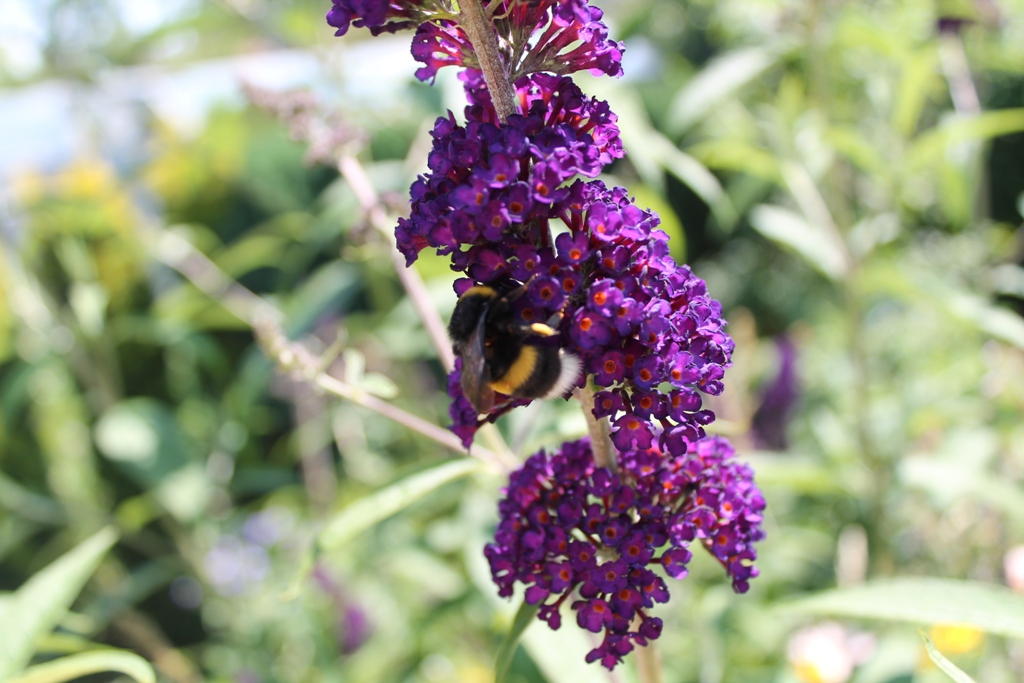 Eine Hummel am Sommerflieder