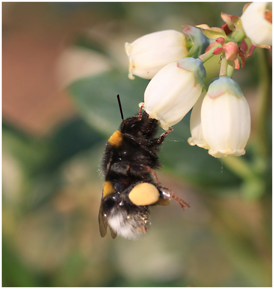 Eine Hummel an einer Heidelbeerblüte