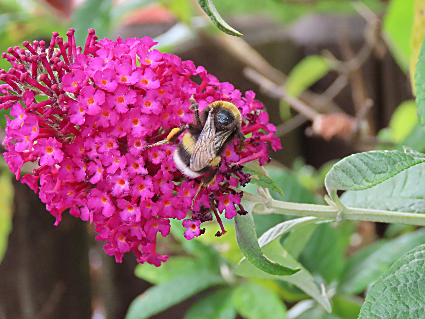 Eine Hummel auf dem Sommerflieder... zum Thementag