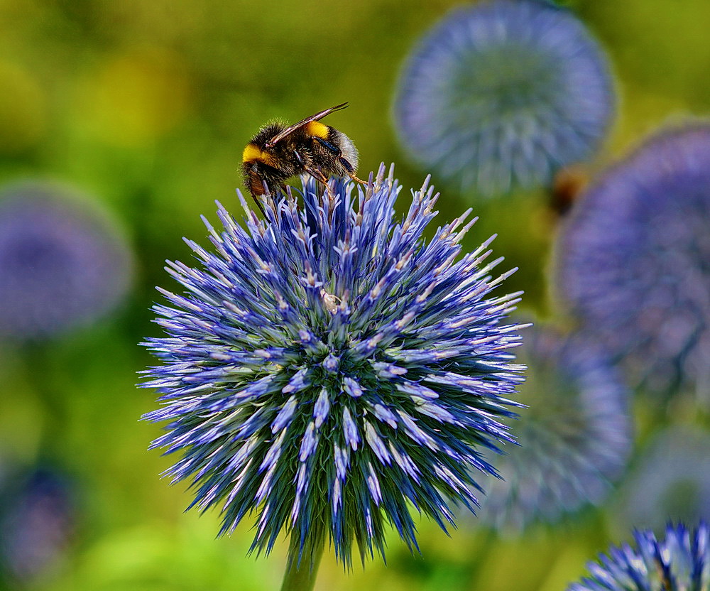 Eine Hummel auf der Kugeldistel