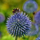 Eine Hummel auf der Kugeldistel