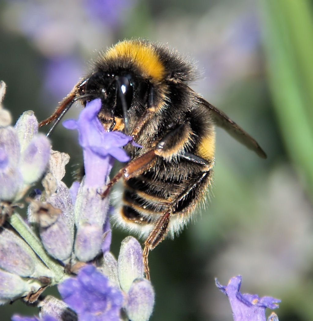 eine Hummel auf einem Lavendelstrauch