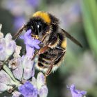 eine Hummel auf einem Lavendelstrauch