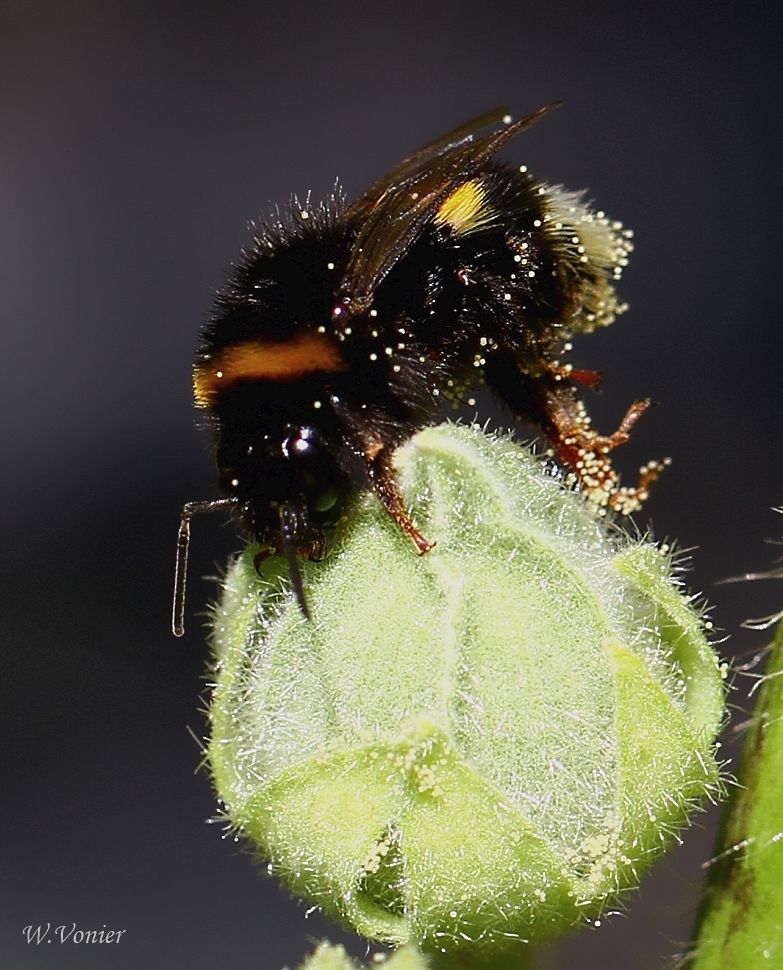 Eine Hummel auf einen Stockrosen/Malvenknospe