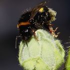 Eine Hummel auf einen Stockrosen/Malvenknospe