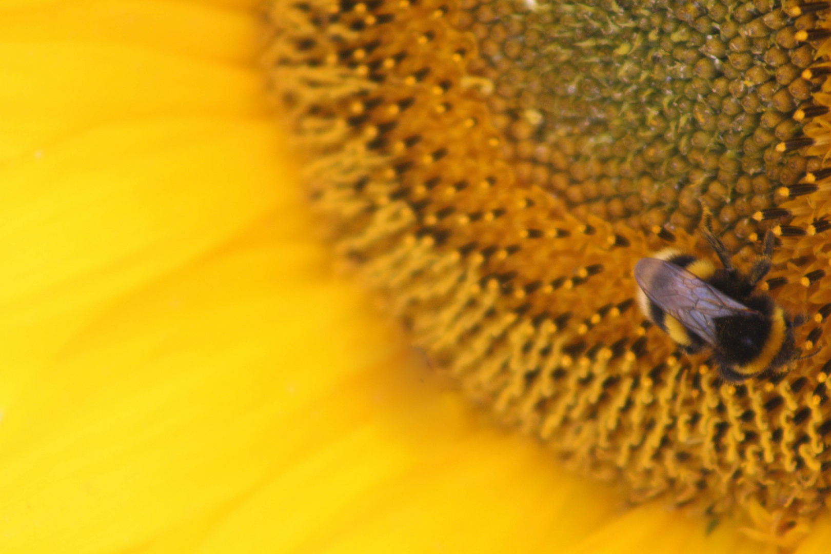 Eine Hummel auf einer Sonnenblume