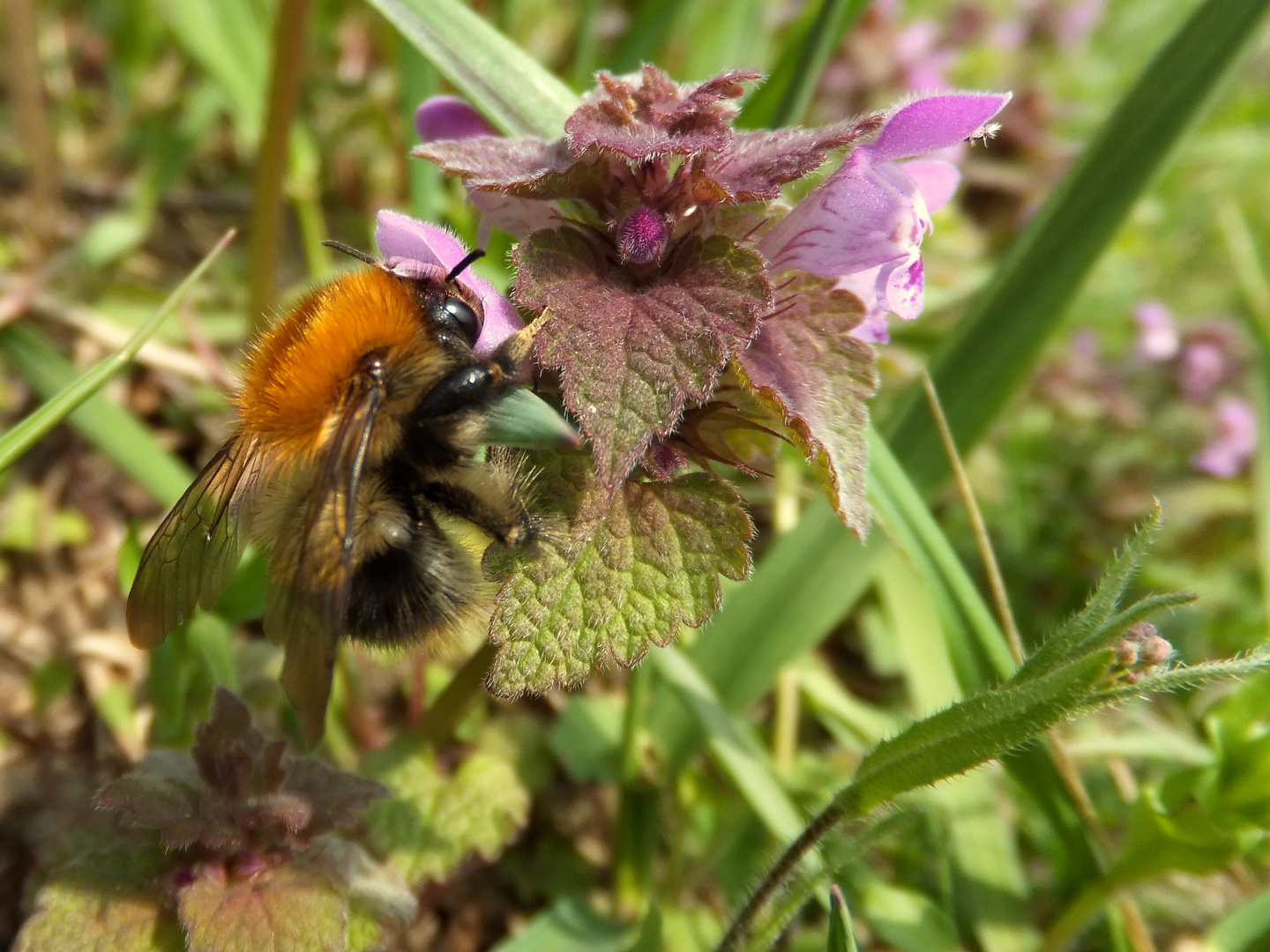 Eine Hummel auf einer Taubnessel