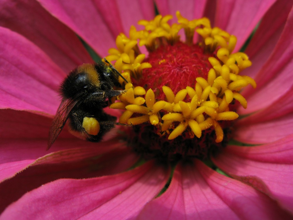 eine Hummel auf Nahrungssuche