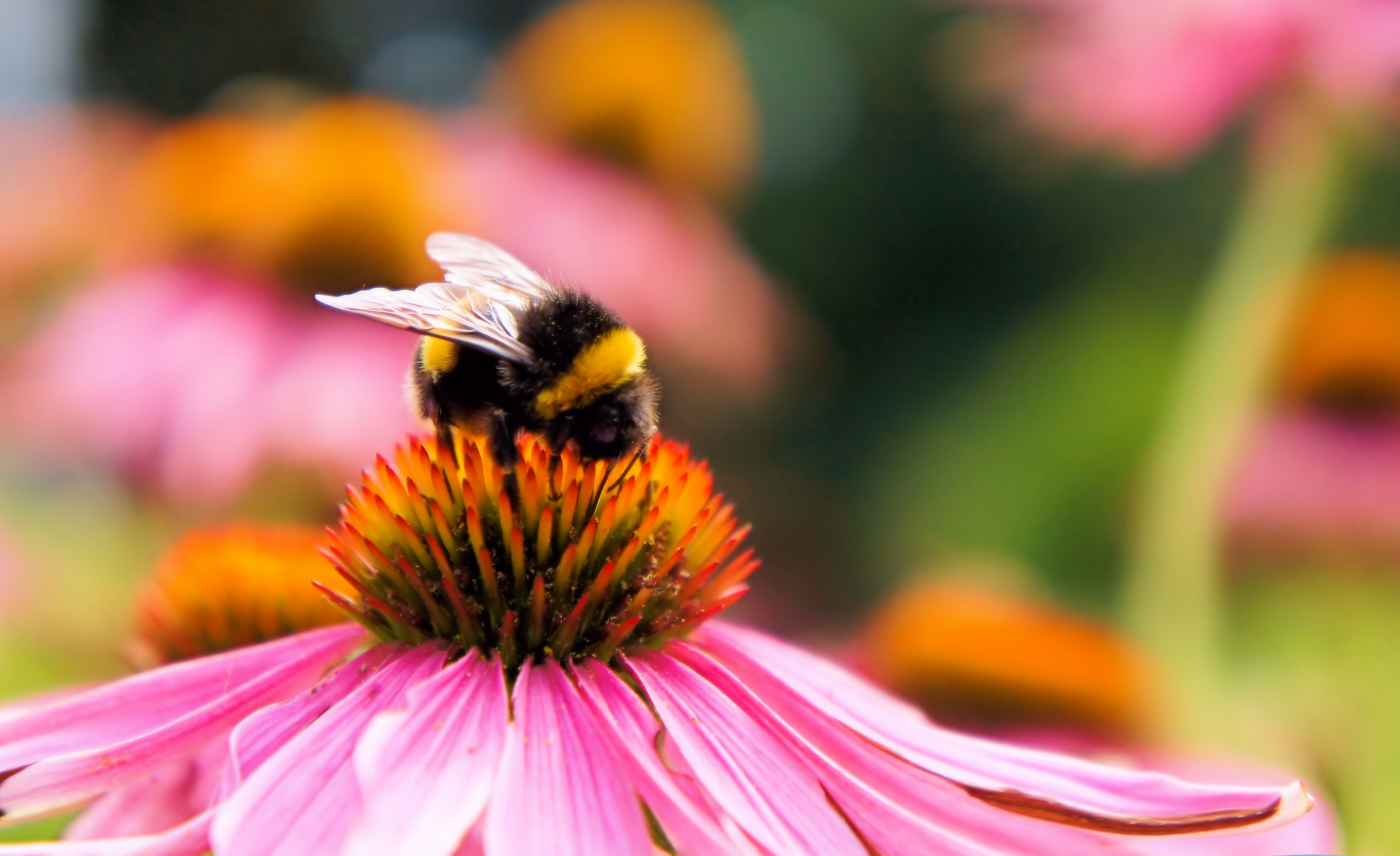 eine Hummel auf Nahrungssuche