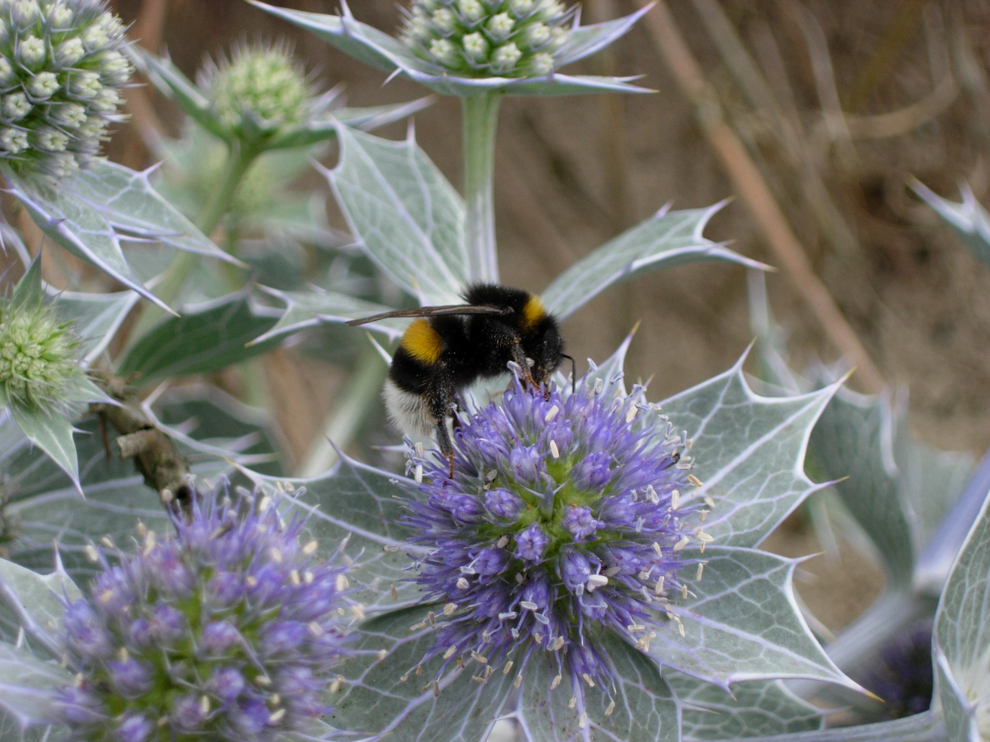 Eine Hummel aus Holland *g*