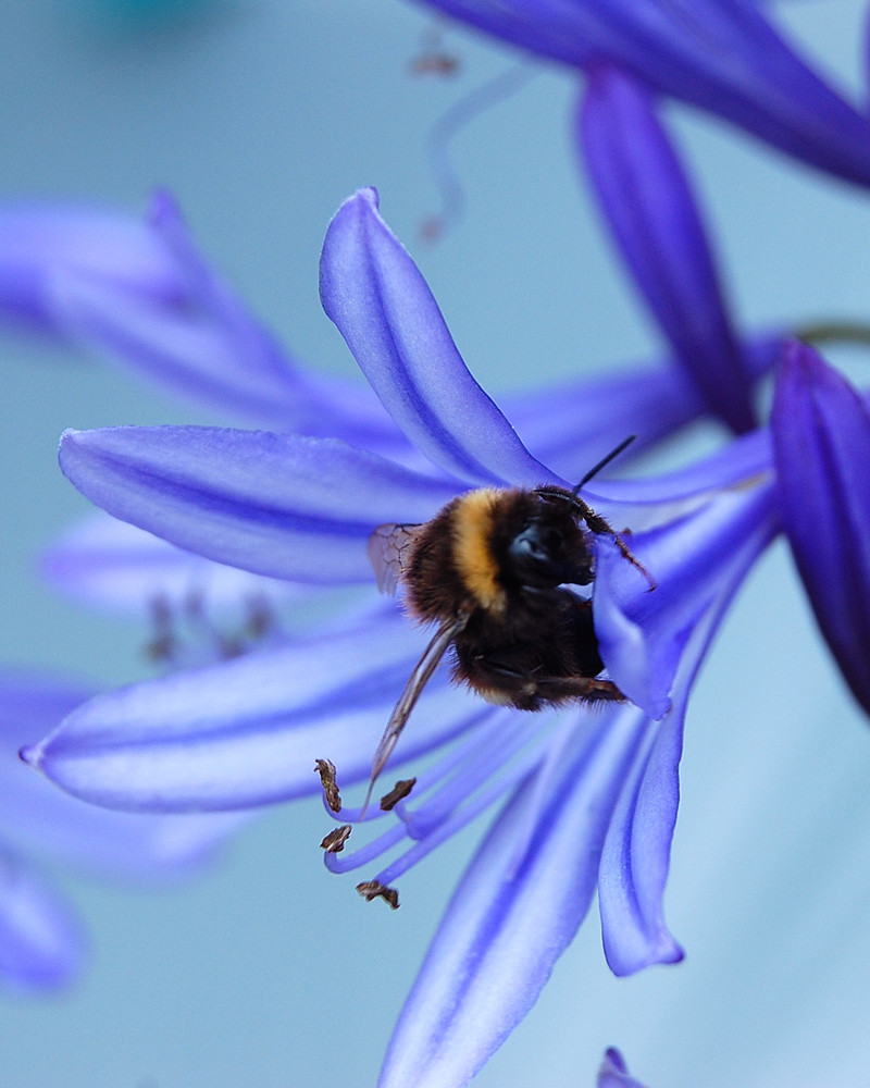 Eine Hummel bei der Arbeit