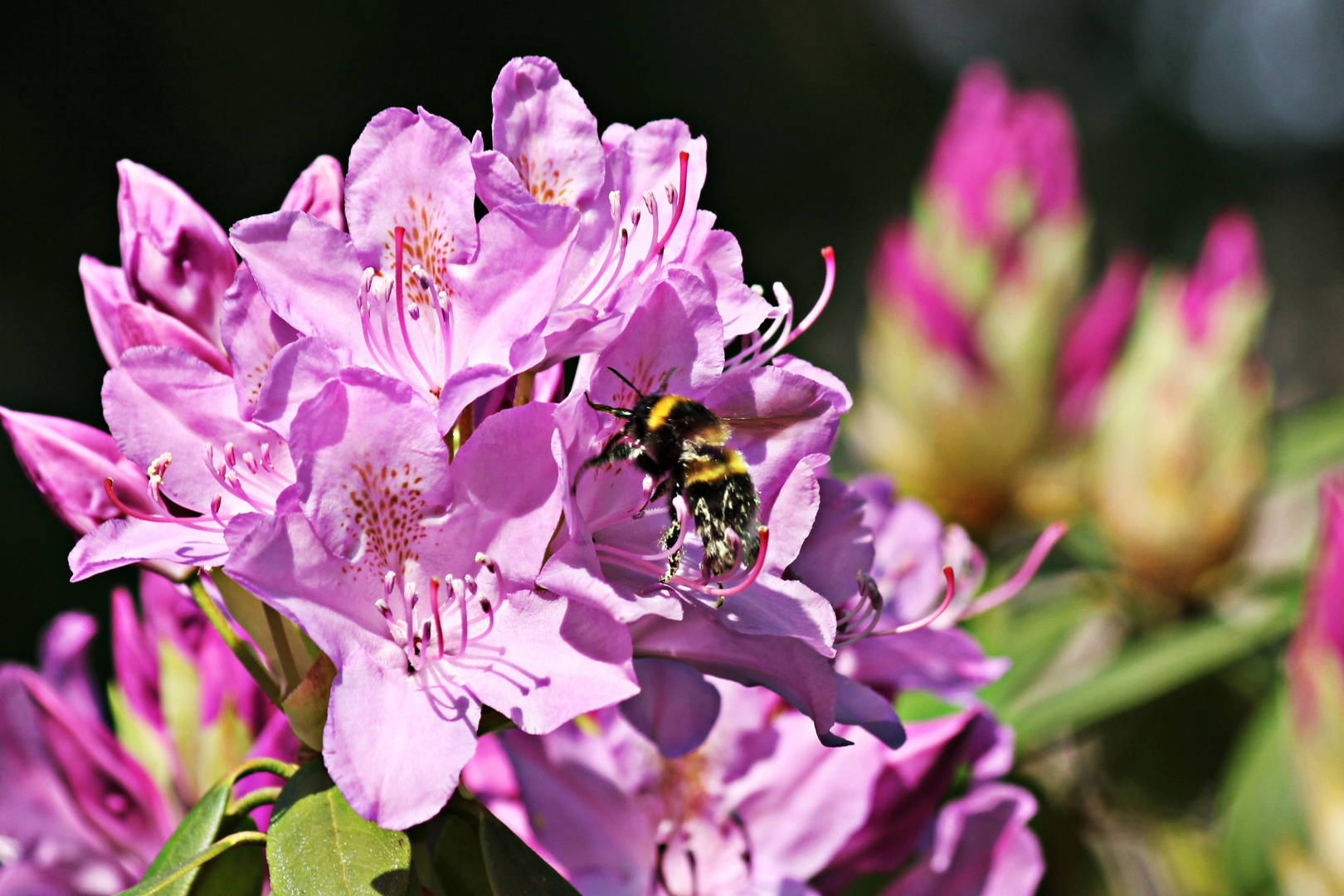 Eine Hummel bei der Arbeit