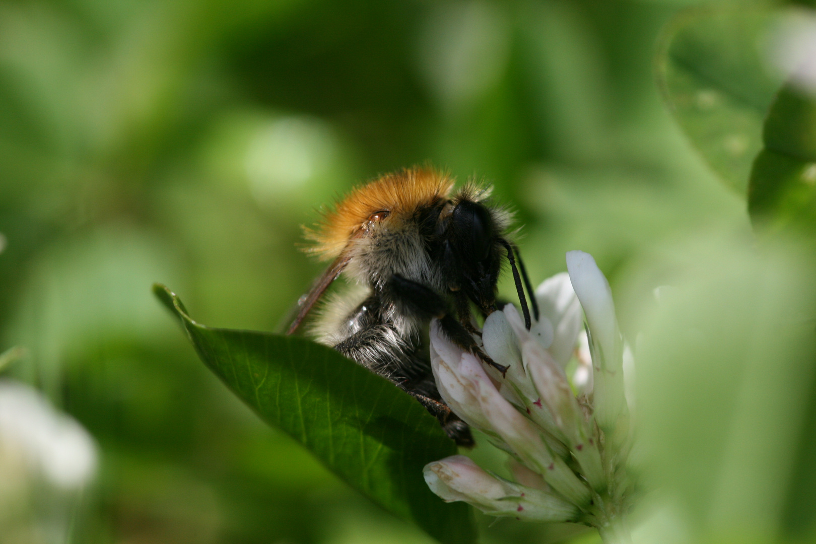 Eine Hummel bei der Arbeit