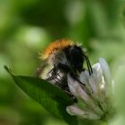 Eine Hummel bei der Arbeit