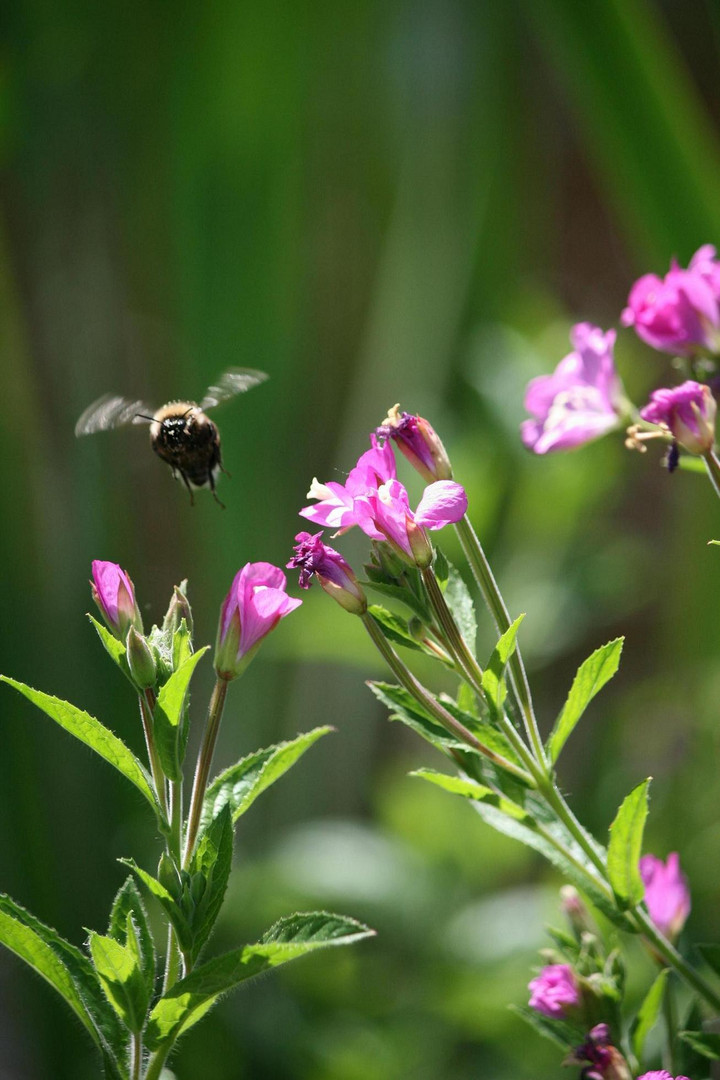 Eine Hummel bei der Arbeit