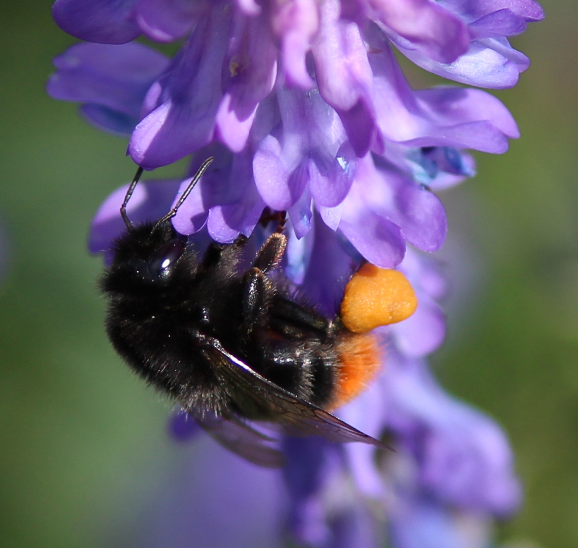 Eine Hummel bei der Arbeit