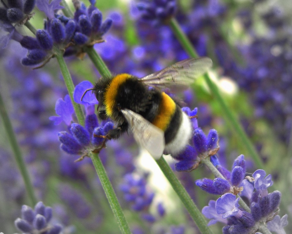 Eine Hummel bei der Arbeit