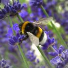 Eine Hummel bei der Arbeit