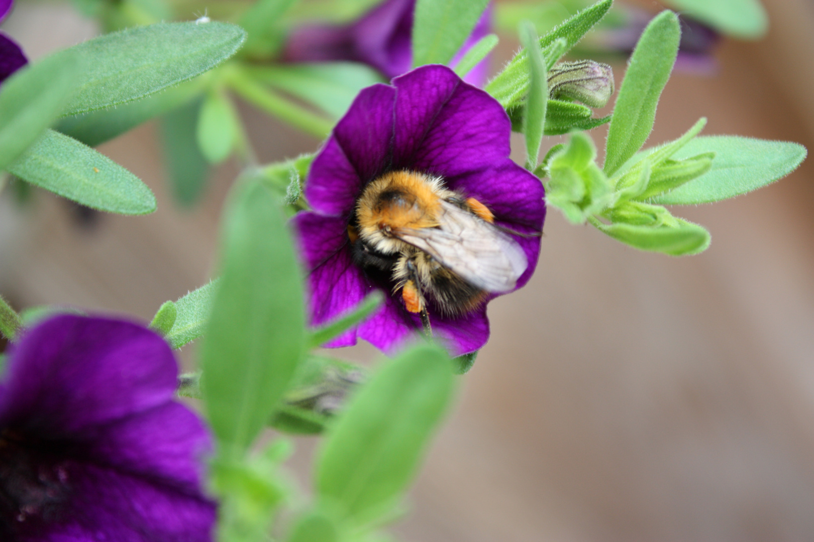 Eine Hummel bei der Arbeit