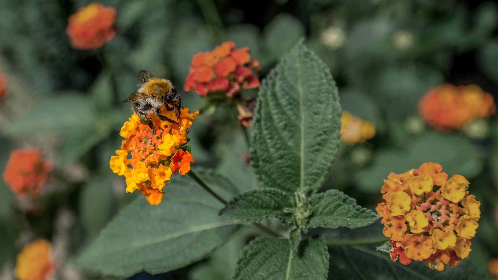 Eine Hummel bei der Arbeit