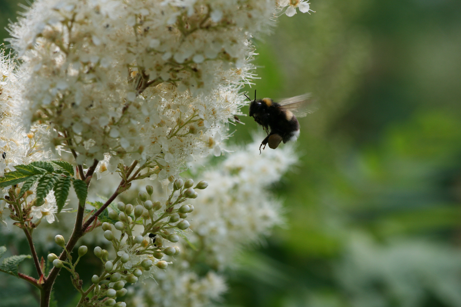 Eine Hummel bei der Arbeit