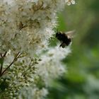 Eine Hummel bei der Arbeit