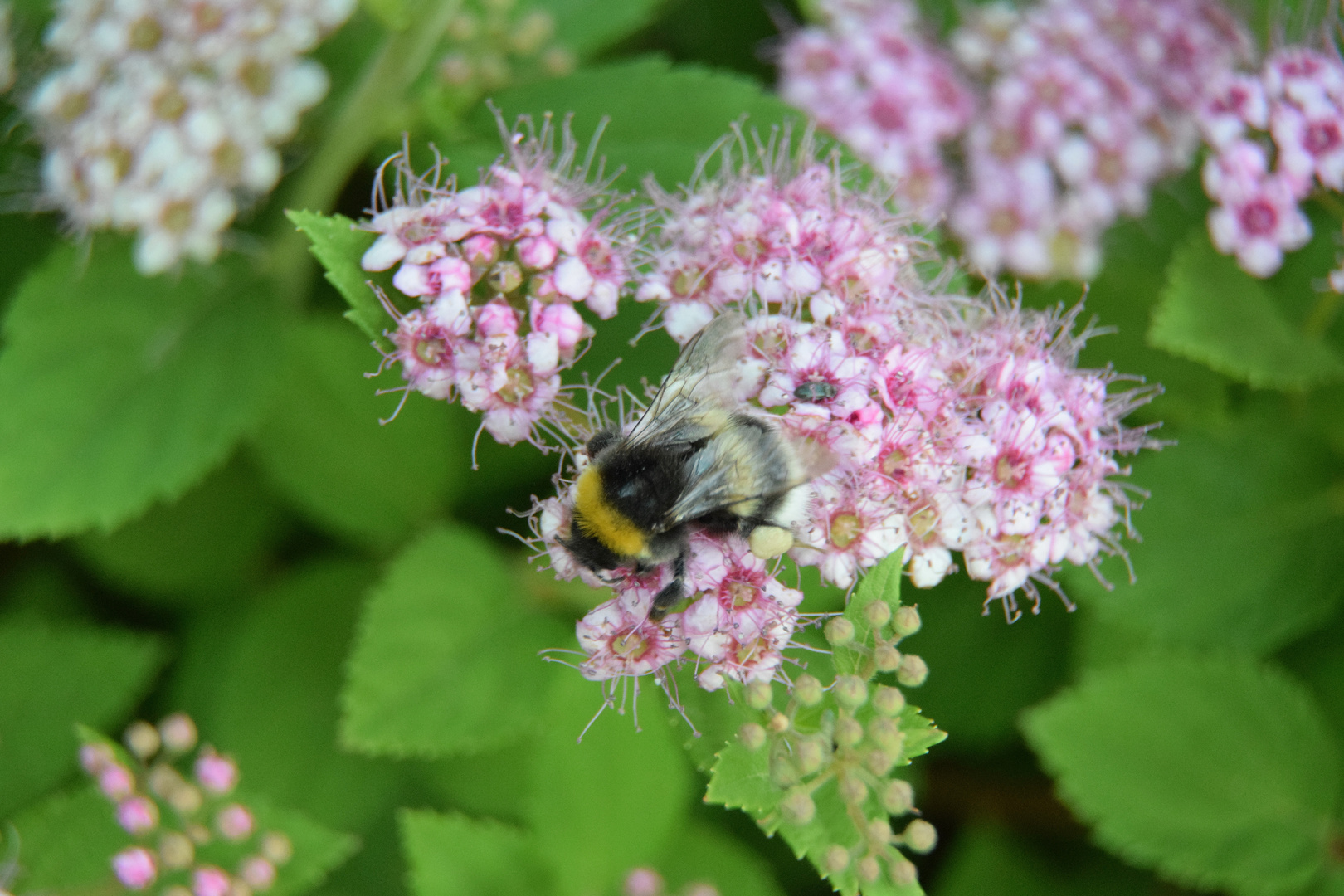 Eine Hummel bei der Arbeit