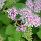 Eine Hummel bei der Arbeit