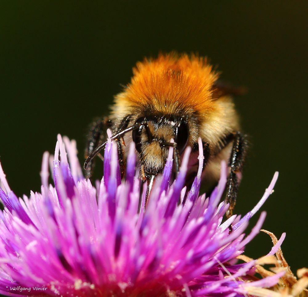 Eine Hummel bei der Nahrungsaufnahme